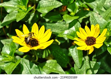 5,443 Sunflower On Beach Images, Stock Photos & Vectors | Shutterstock