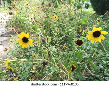 Helianthus Maximiliani Flower Plant 