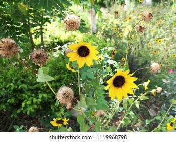 Helianthus Maximiliani Flower Plant 