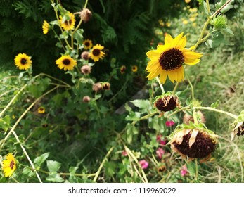 Helianthus Maximiliani Flower Plant 