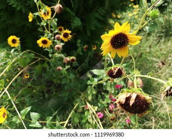 Helianthus Maximiliani Flower Plant 