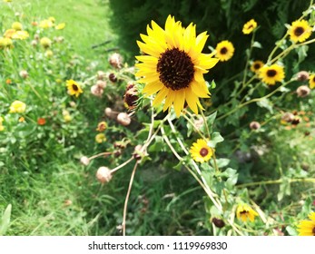 Helianthus Maximiliani Flower Plant 