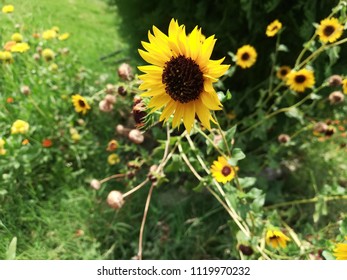 Helianthus Maximiliani Flower Plant 