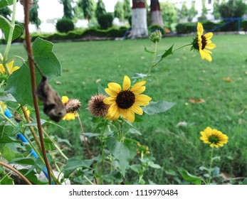 Helianthus Maximiliani Flower Plant 