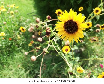 Helianthus Maximiliani Flower Plant 