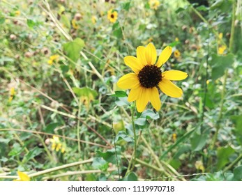 Helianthus Maximiliani Flower Plant 