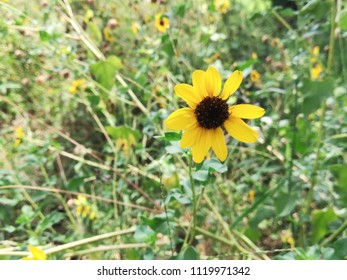 Helianthus Maximiliani Flower Plant 