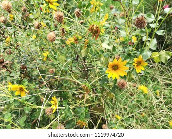 Helianthus Maximiliani Flower Plant 