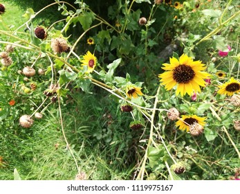 Helianthus Maximiliani Flower Plant 