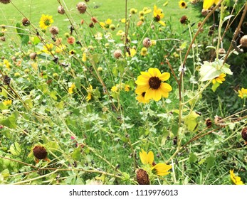 Helianthus Maximiliani Flower Plant 