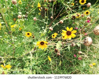 Helianthus Maximiliani Flower Plant 