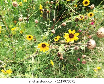 Helianthus Maximiliani Flower Plant 