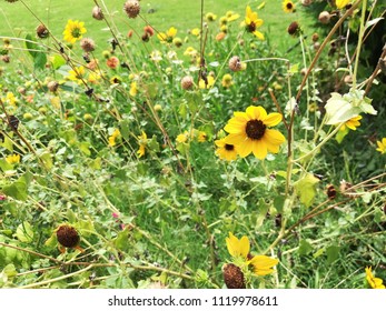 Helianthus Maximiliani Flower Plant 