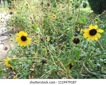 Helianthus Maximiliani Flower Plant 