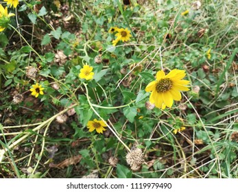 Helianthus Maximiliani Flower Plant 