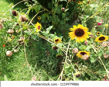 Helianthus Maximiliani Flower Plant 