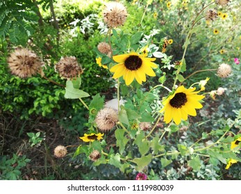 Helianthus Maximiliani Flower Plant 