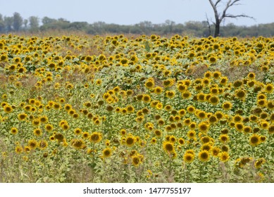 Helianthus Sunflower Fields Argentina Stock Photo 1477755197 | Shutterstock