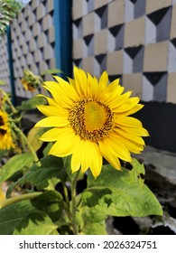 Matahari bunga 10 Jenis
