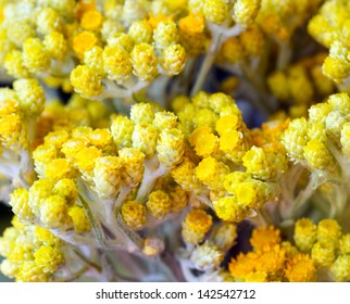 Helichrysum Arenarium