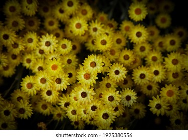 Helichrysum argyrophyllum, Golden Guinea Everlasting, South Africa, Eastern Cape Province. Small yellow flowers on dark background.