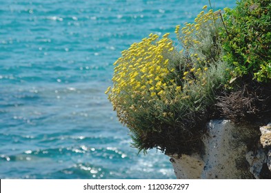 Helichrysum In Bloom