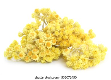 Helichrysum-Blumen auf weißem Hintergrund