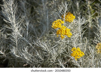 Helichrysum Silver Images Stock Photos Vectors Shutterstock