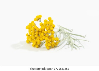 Helichrysum italicum plant with flower in bloom isolated on white background. Curry plant