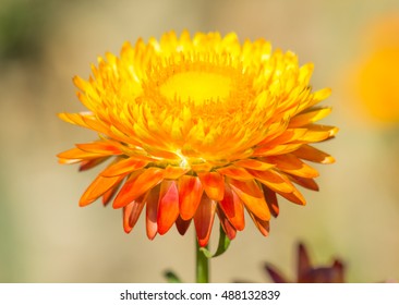 Helichrysum or Strawflower in outdoor garden. Helichrysum bracteatum - Powered by Shutterstock