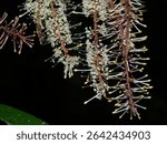 Helicia formosana blooms in the montane forest in northern Taiwan.
