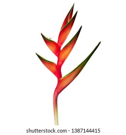 Heliconia bihai flower (Red palulu), Tropical flowers isolated on white background, with clipping path                           