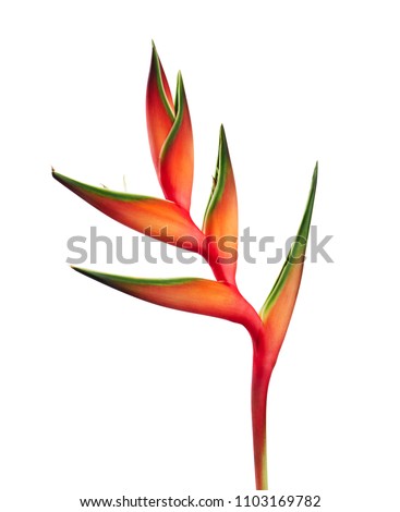 Heliconia bihai flower (Red palulu), Tropical flowers isolated on white background, with clipping path  