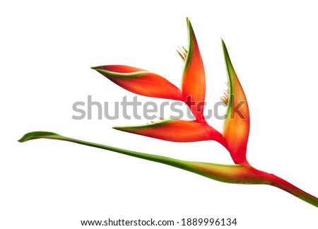 Heliconia bihai flower (Red palulu), Tropical flowers isolated on white background, with clipping path   