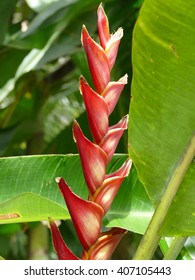 The Heliconia Bihai (Heliconia Humilis)also Known As Macaw Flower Or Lobster Claw.  It Is Native To Northern South America And The West Indies. 