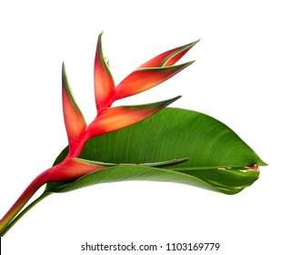 Heliconia bihai (Red palulu) flower with leaf, Tropical flowers isolated on white background, with clipping path   - Shutterstock ID 1103169779