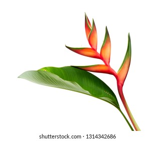 Heliconia bihai (Red palulu) flower with leaf, Tropical flowers isolated on white background, with clipping path                        