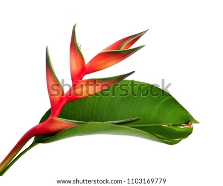 Heliconia bihai (Red palulu) flower with leaf, Tropical flowers isolated on white background, with clipping path  