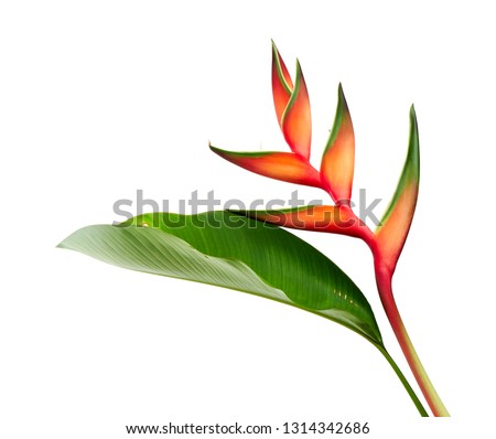 Heliconia bihai (Red palulu) flower with leaf, Tropical flowers isolated on white background, with clipping path                        