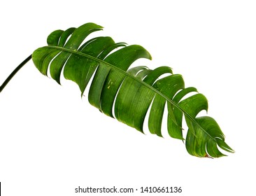 Heliconia chartacea leaves,Tropical leaf, Bird of paradise foliage isolated on white background, with clipping path 