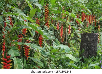 Heliconia, derived from the Greek word, is a genus of flowering plants in the monotypic family Heliconiaceae. has downward-facing flowers, the flowers thus providing a source of nectar to birds.