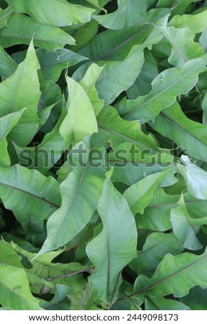 Heliconia Dwarf Jamaican leaf plant on farm for sell are cash crops. is an evergreen tropical perennial, dark green leathery leaves are ovate with entire margins