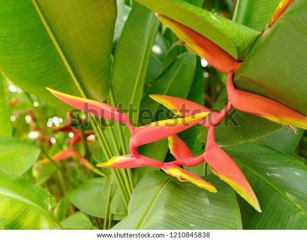 Ready Stock Pokok Hidup Anak Pokok Sepit Udang Heliconia Shopee Malaysia