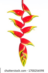 Heliconia Flower closeup isolated Red