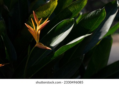 Heliconia flower green leaves background - Powered by Shutterstock