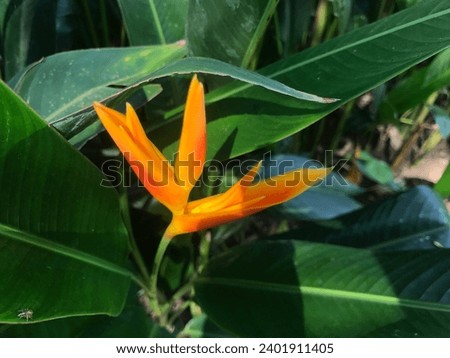 heliconia flower image in Indonesia known as the bird of paradise flower grows around the Pancurbatu pond, Deli Serdang, Indonesia