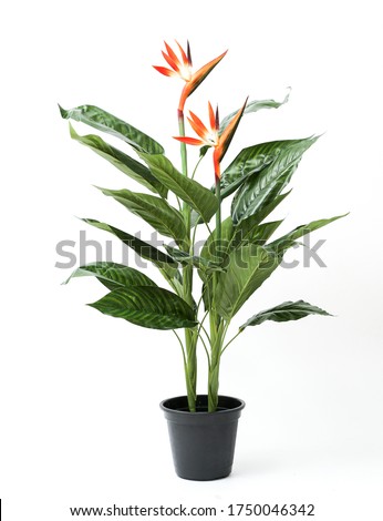 Heliconia flower isolated on black pot without shadow on white background

