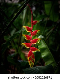 Heliconia flower looks like lobster claws