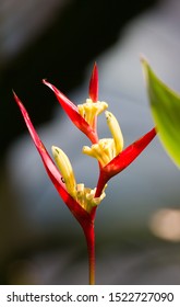 heliconia flower in the morning light