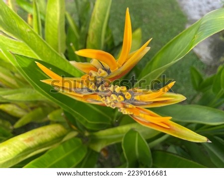 Heliconia flowers is beautiful and attractive decorative tree for home and garden